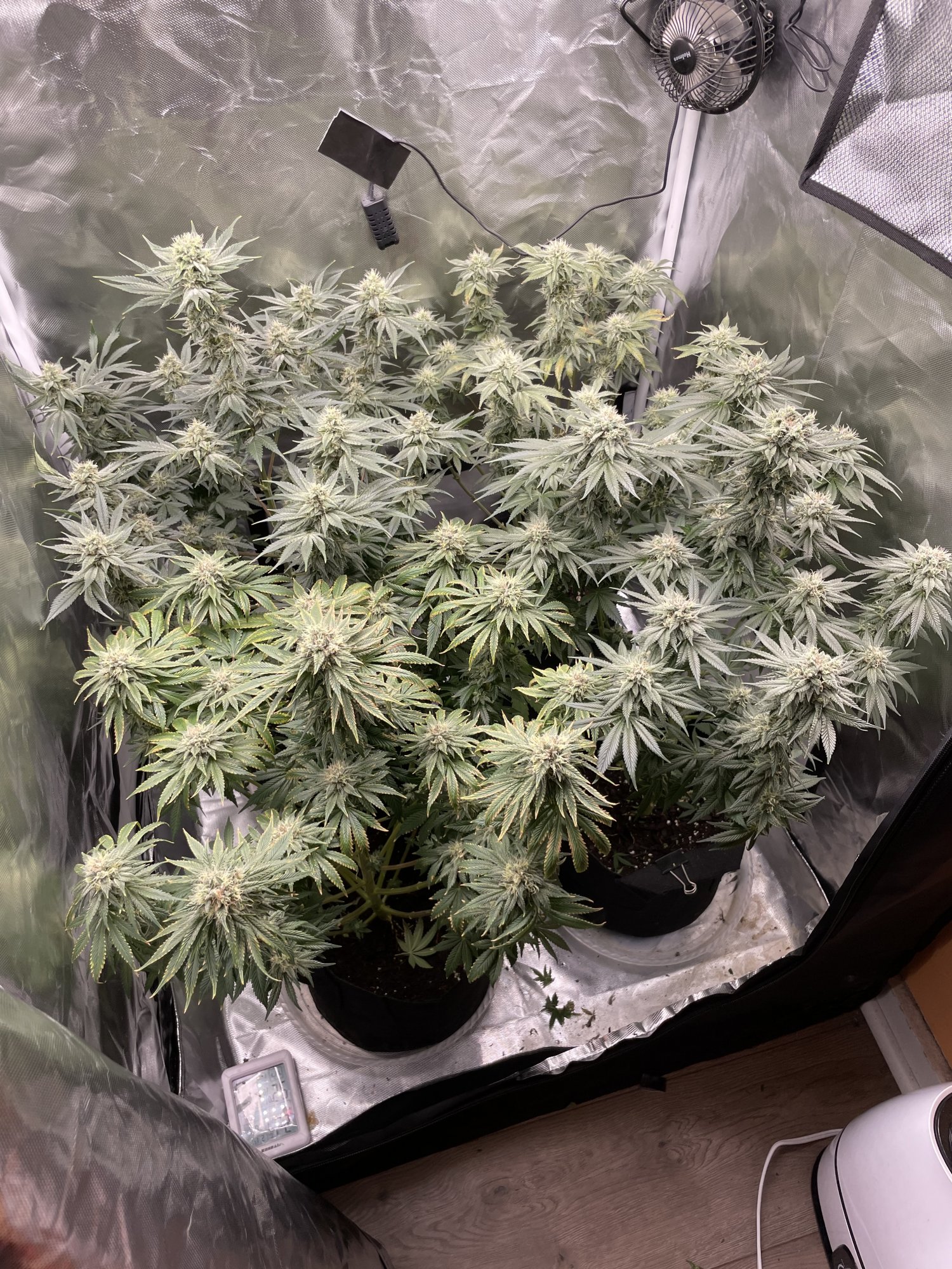 Harvest in two weeks first grow 3
