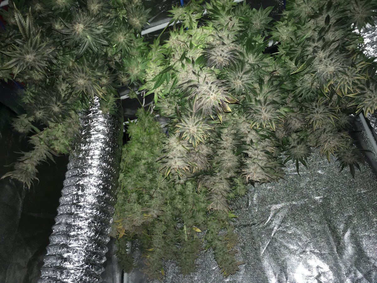 Harvest