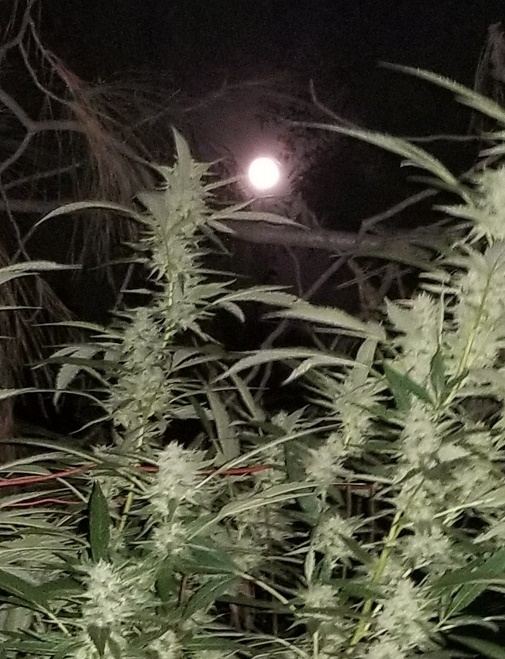 Harvest moon
