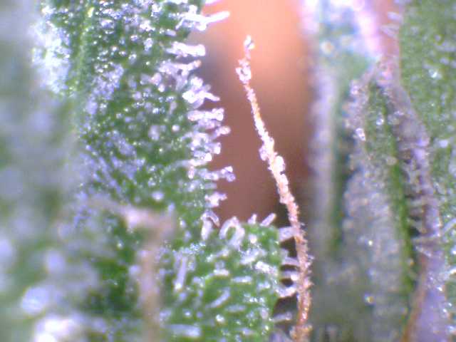 Harvest now
