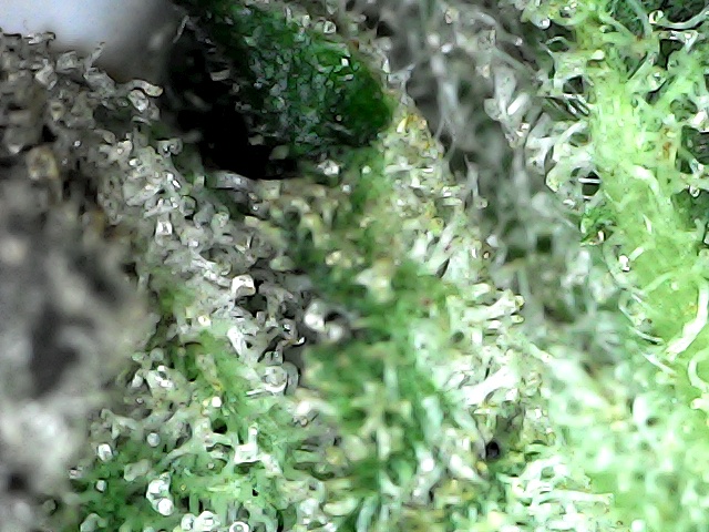 Harvest now or in 1 week or in 2 weeks 9