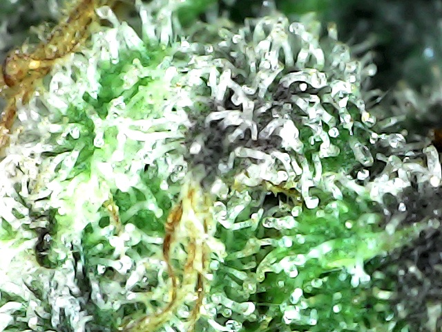Harvest now or in 1 week or in 2 weeks