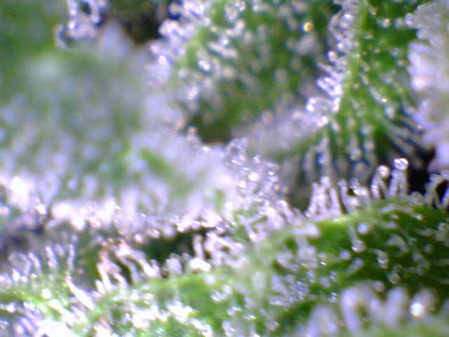 Harvest now2