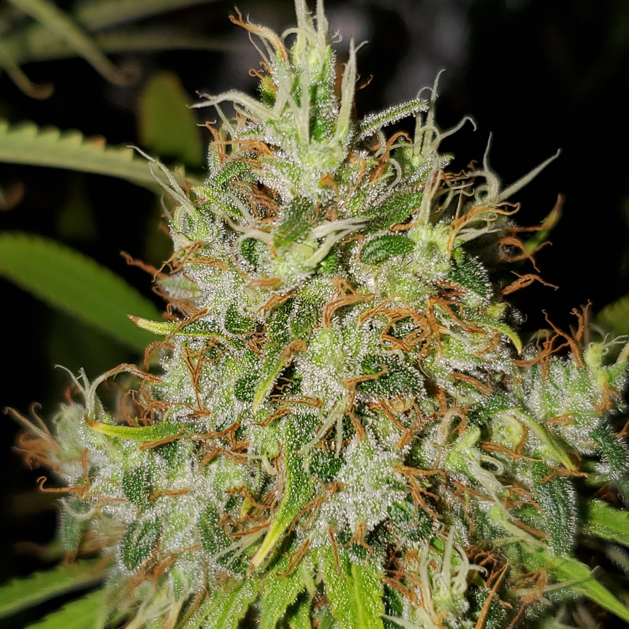 Harvest oct 17th 24th or 31st need help plz 5