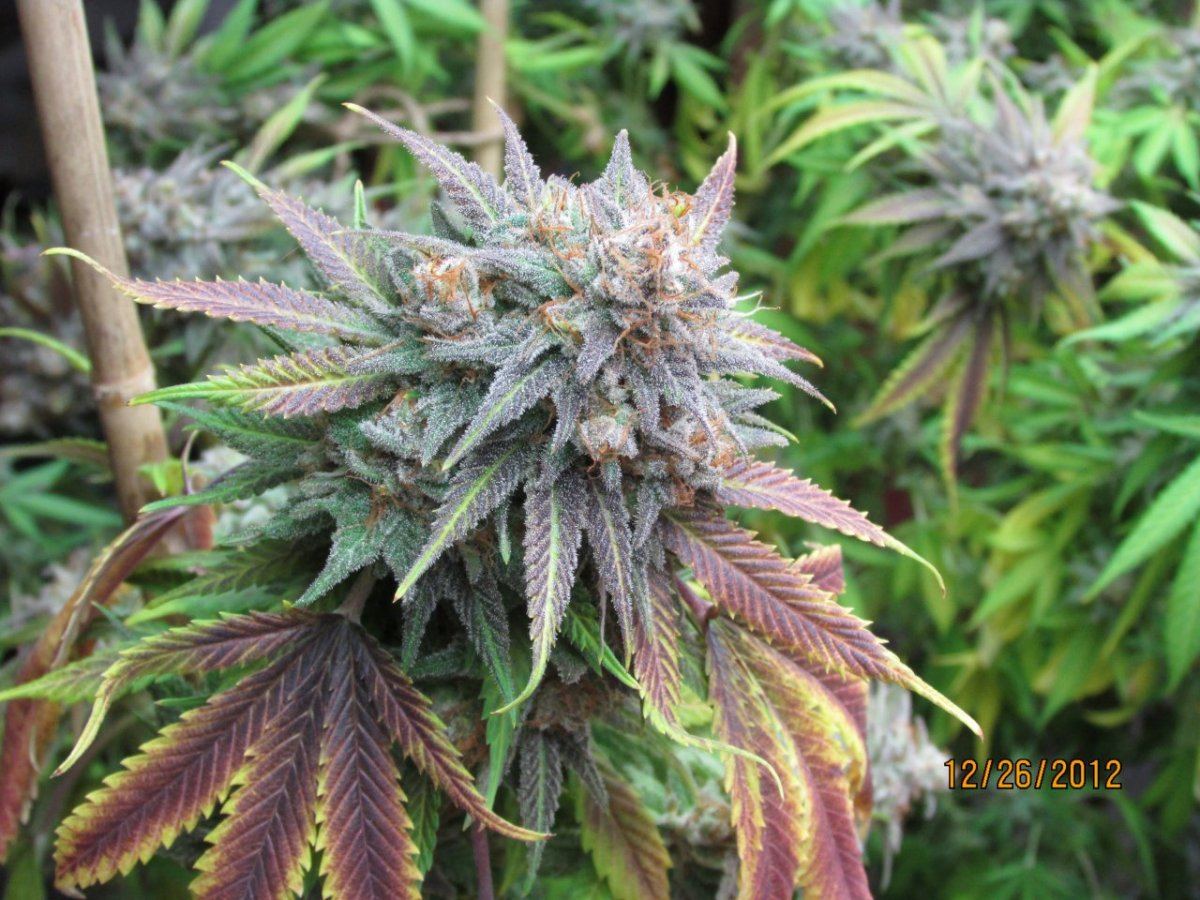 Harvest pics 008