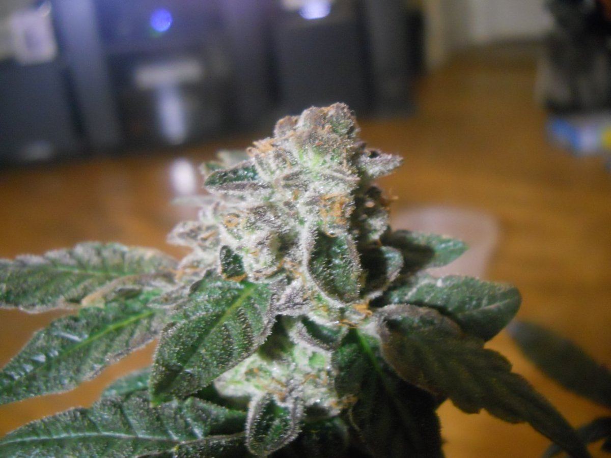 Harvest pics 017