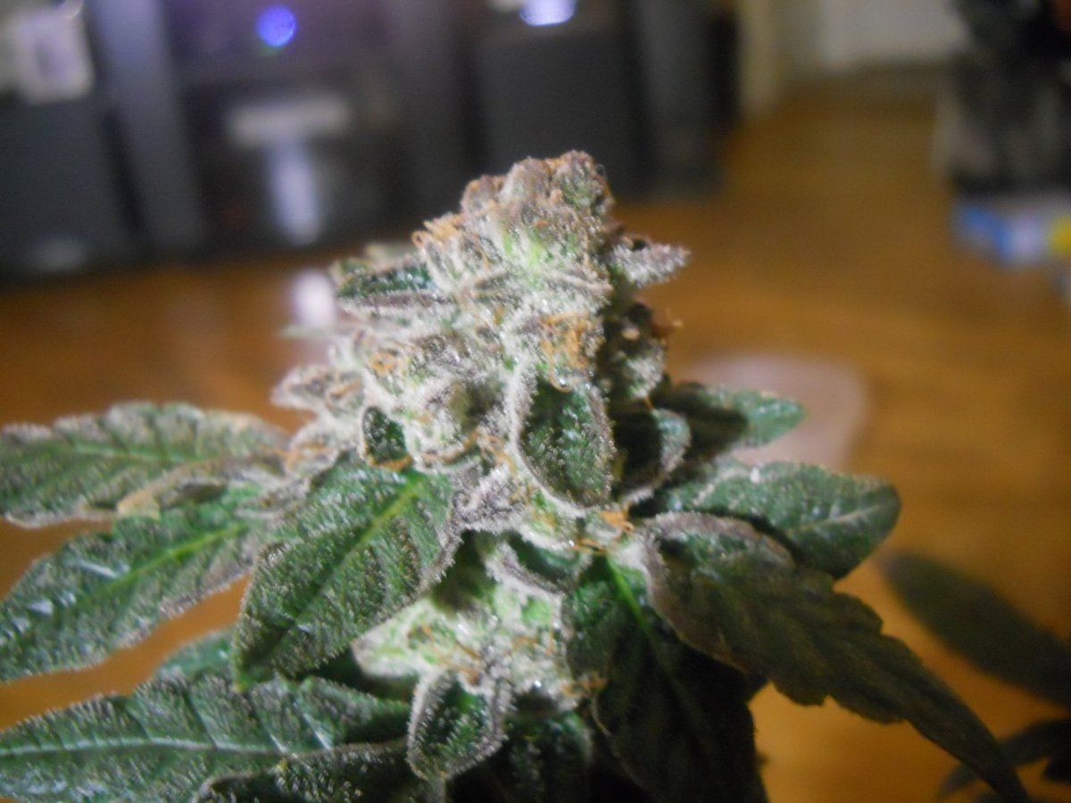 Harvest pics 018