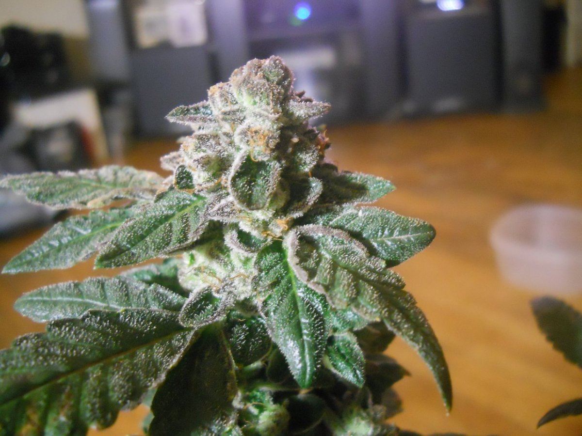 Harvest pics 019