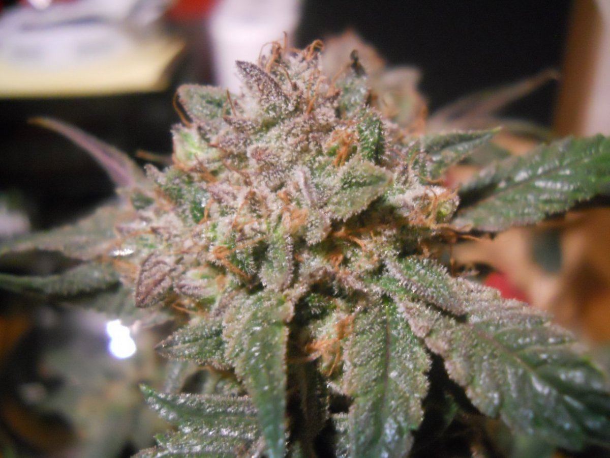 Harvest pics 026