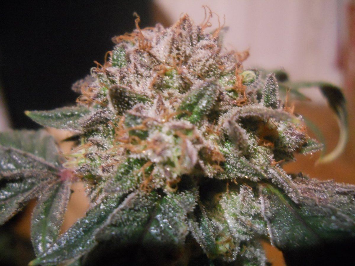 Harvest pics 027