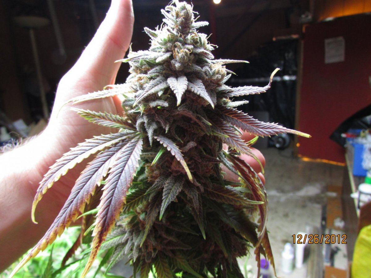 Harvest pics 032