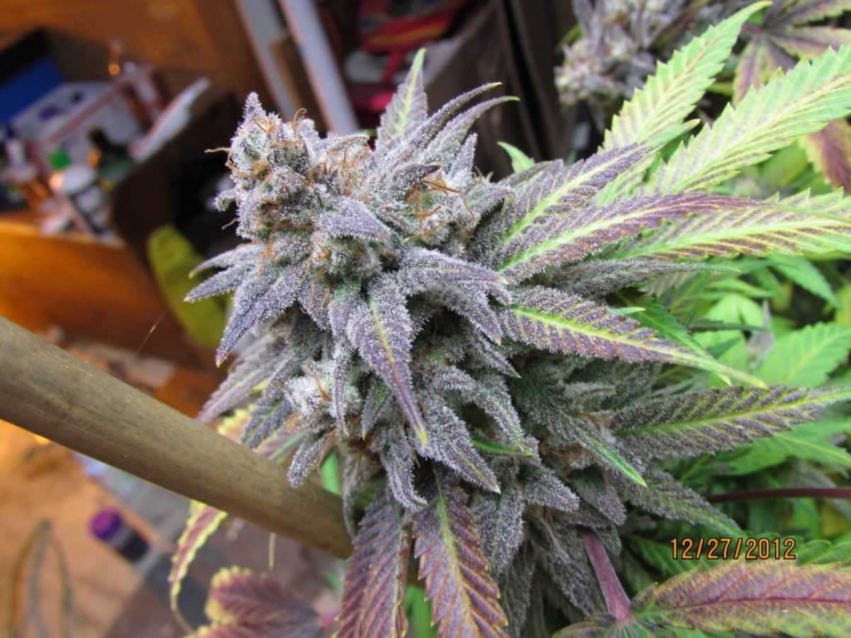 Harvest pics 039