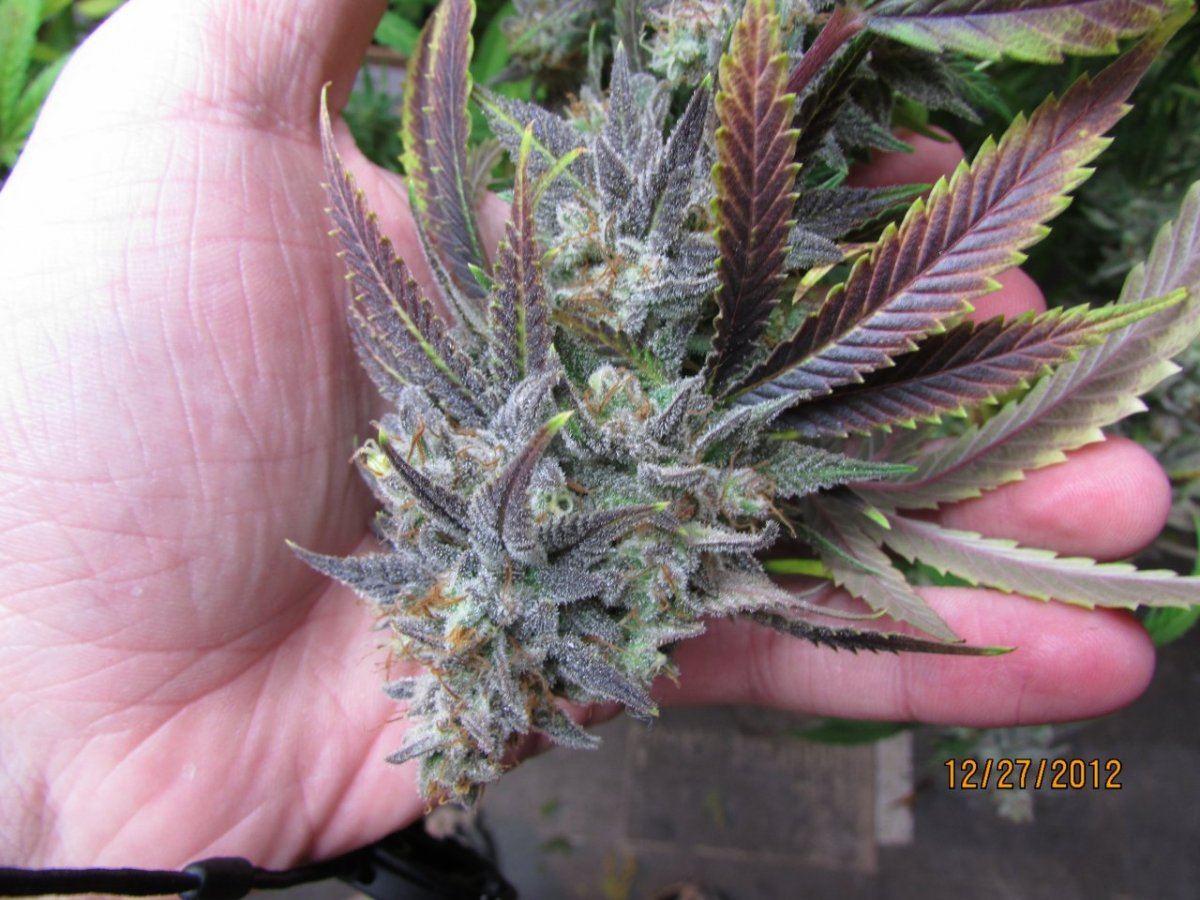 Harvest pics 040