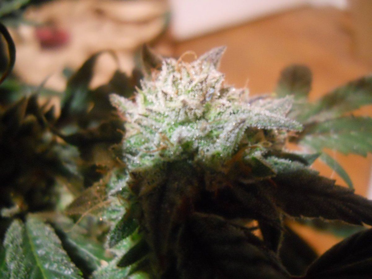 Harvest pics 040