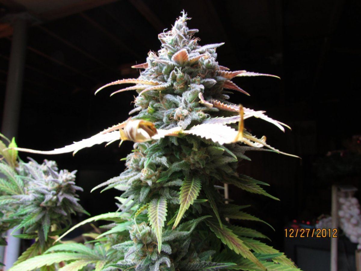 Harvest pics 043