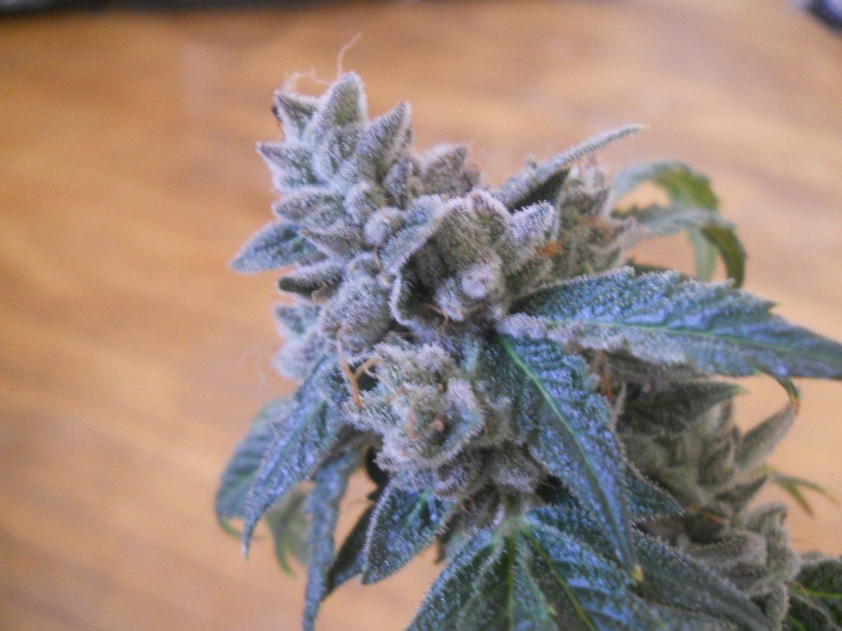 Harvest pics 047