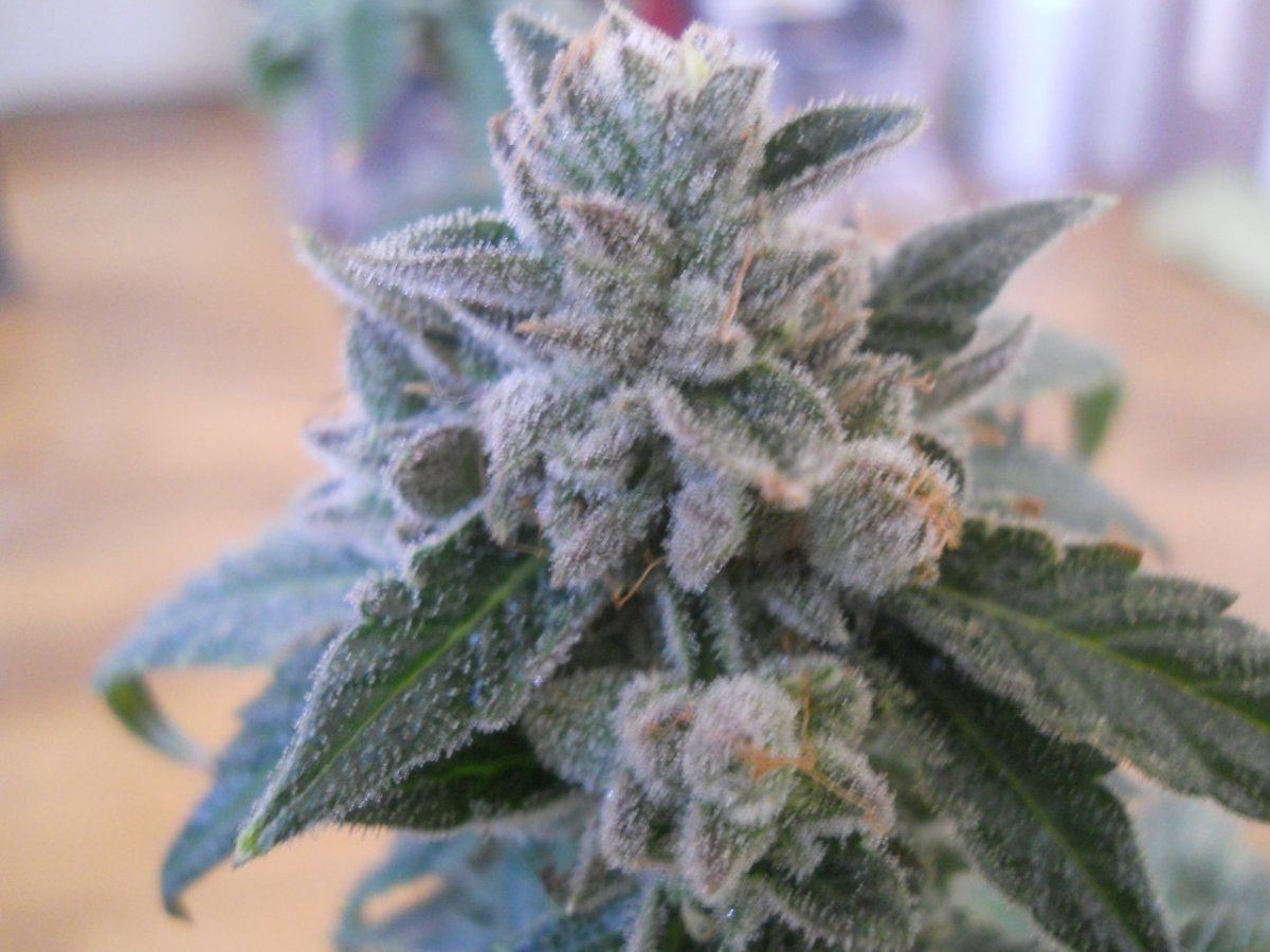 Harvest pics 048