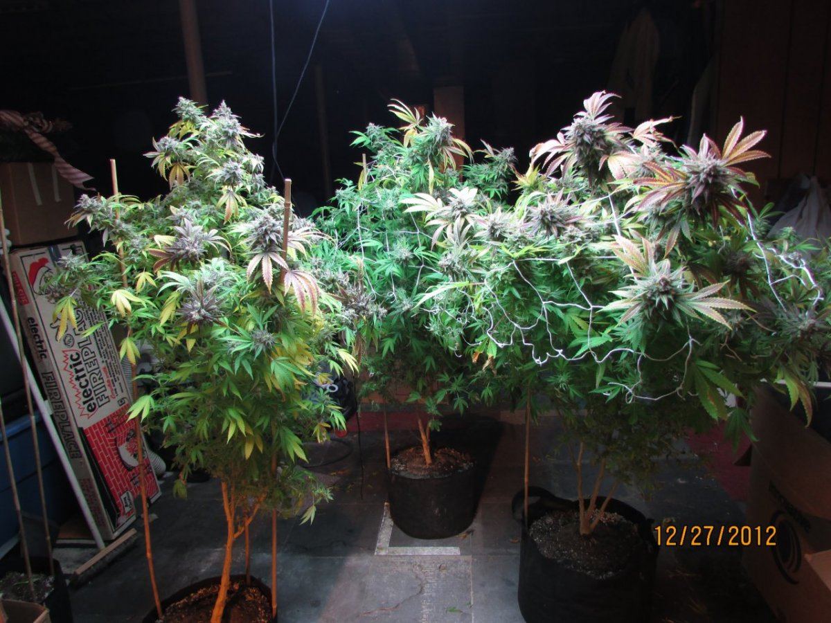 Harvest pics 051