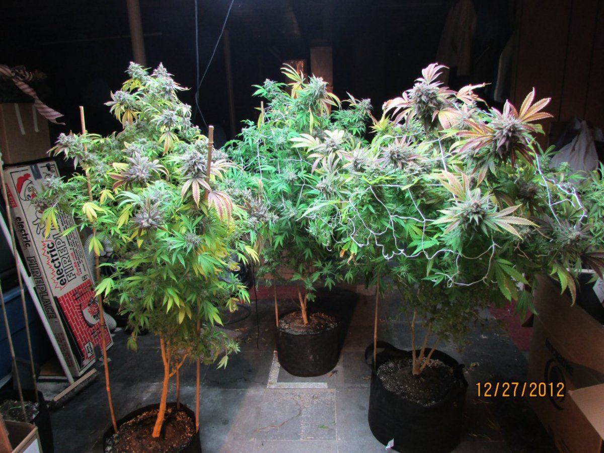 Harvest pics 052