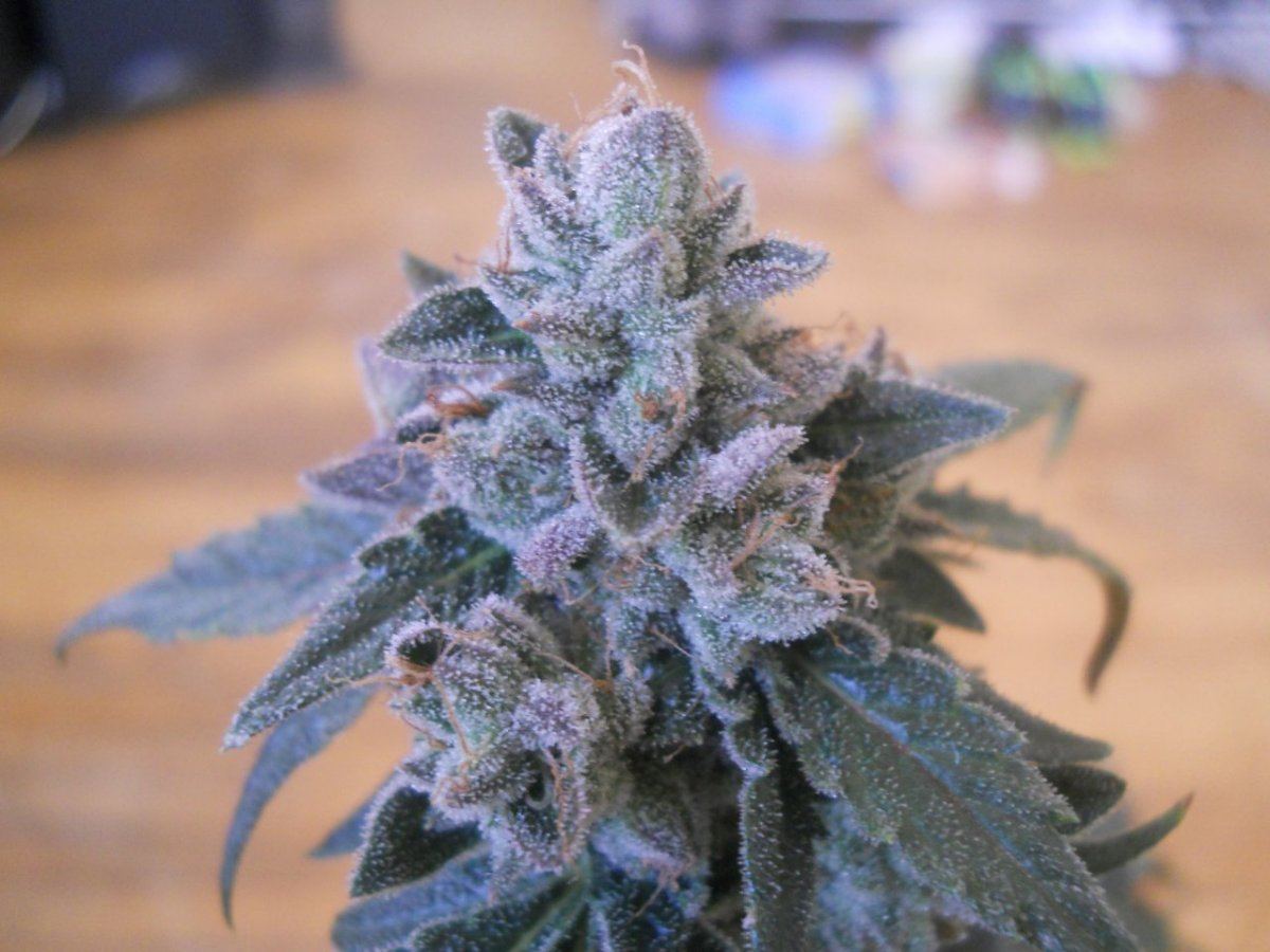 Harvest pics 053