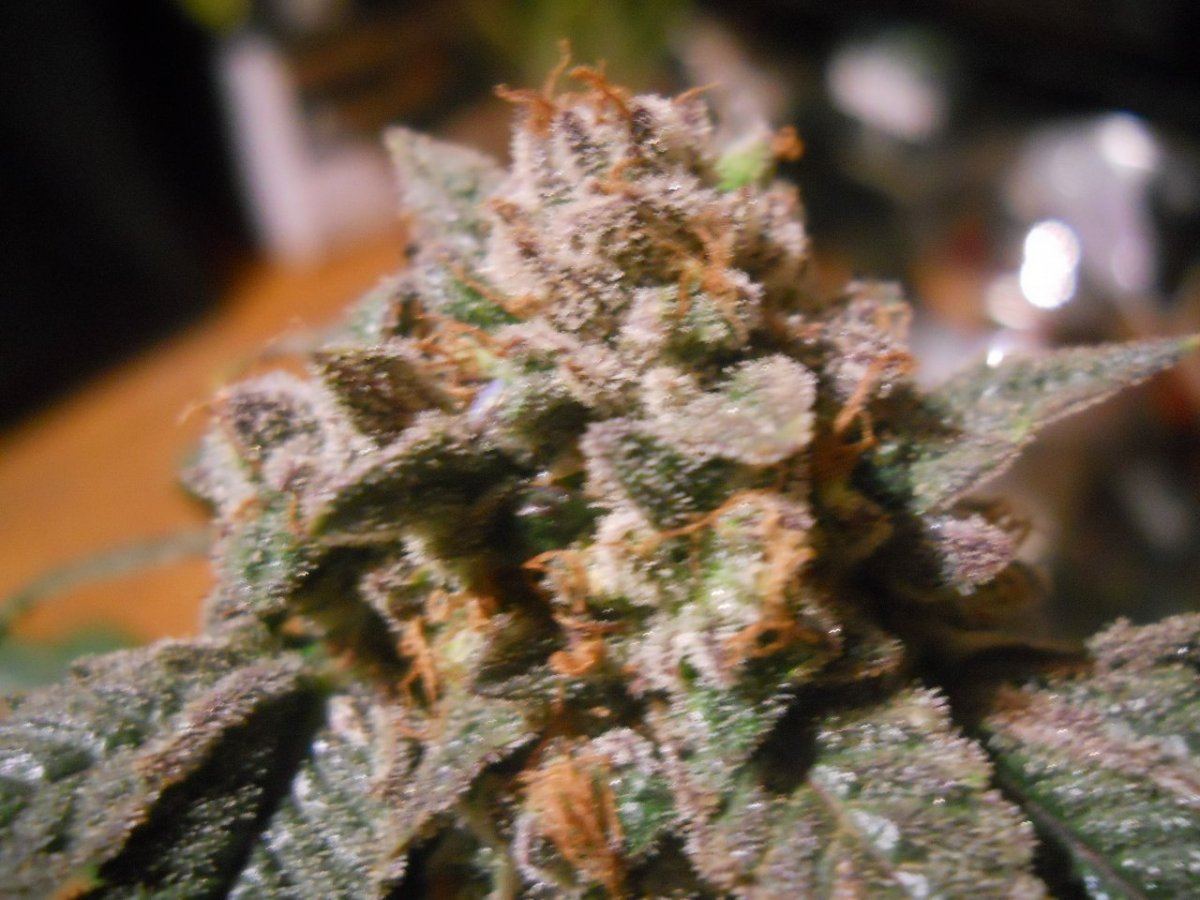 Harvest pics 053