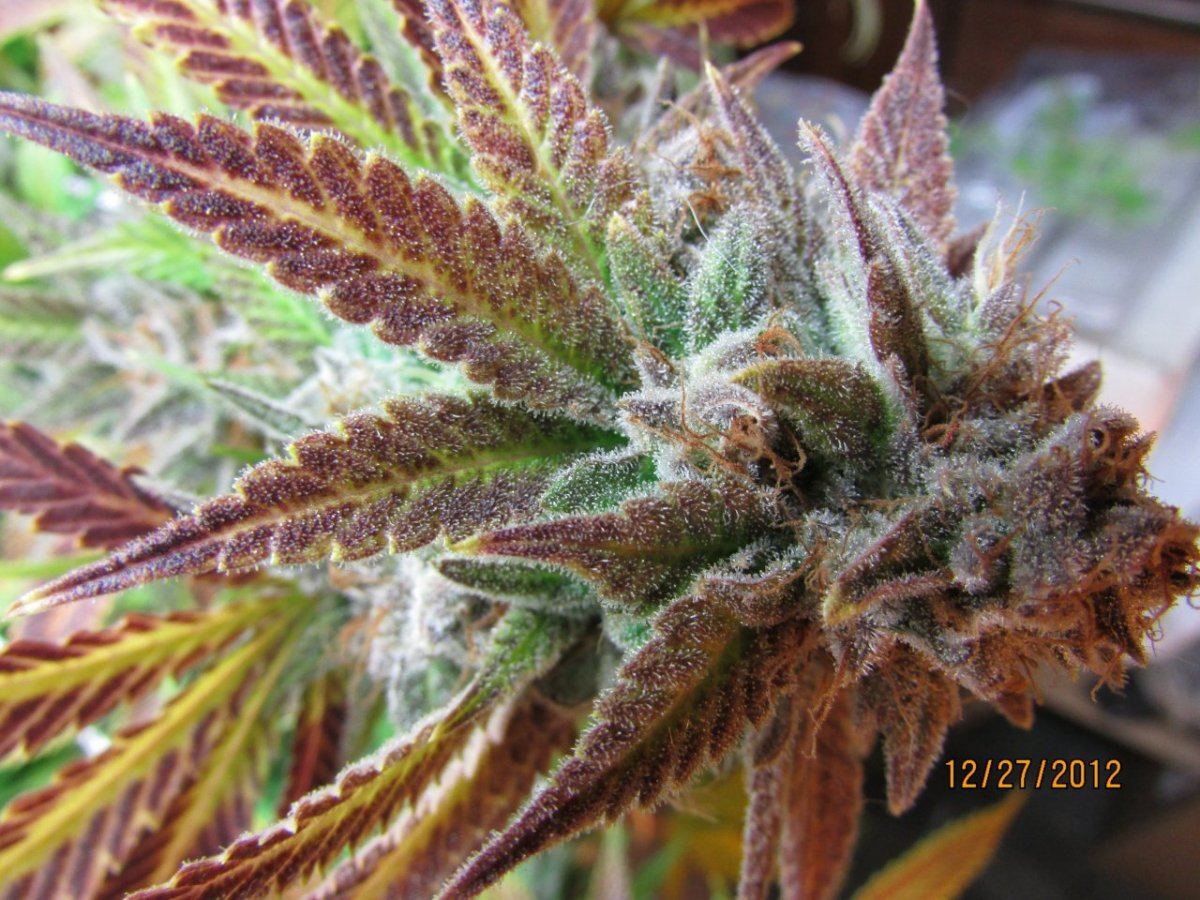 Harvest pics 055