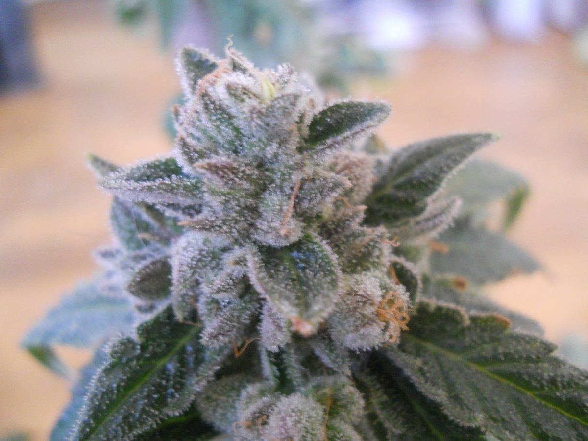 Harvest pics 058