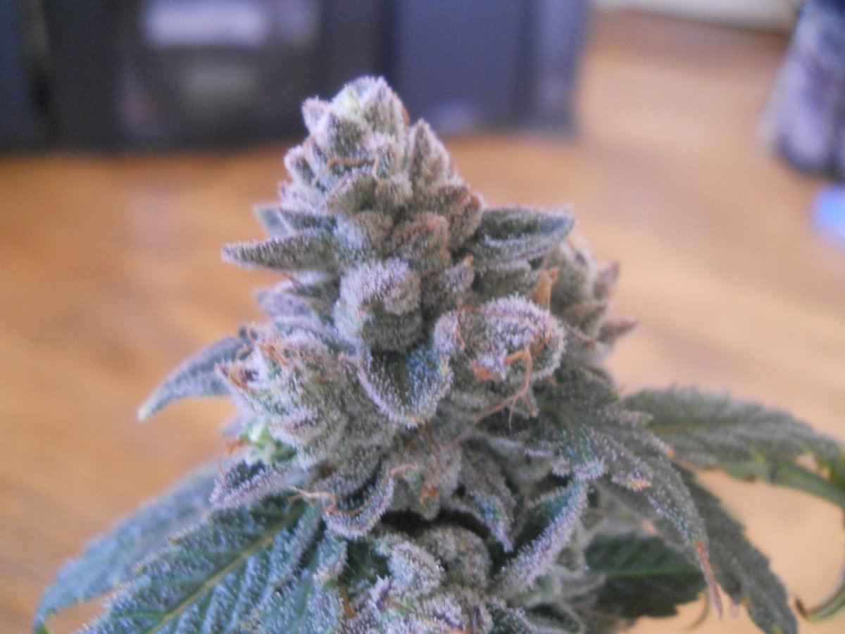 Harvest pics 060