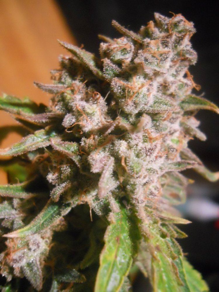 Harvest pics 068