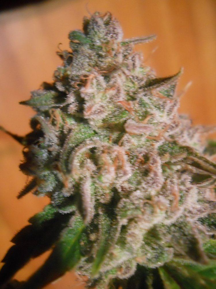 Harvest pics 071