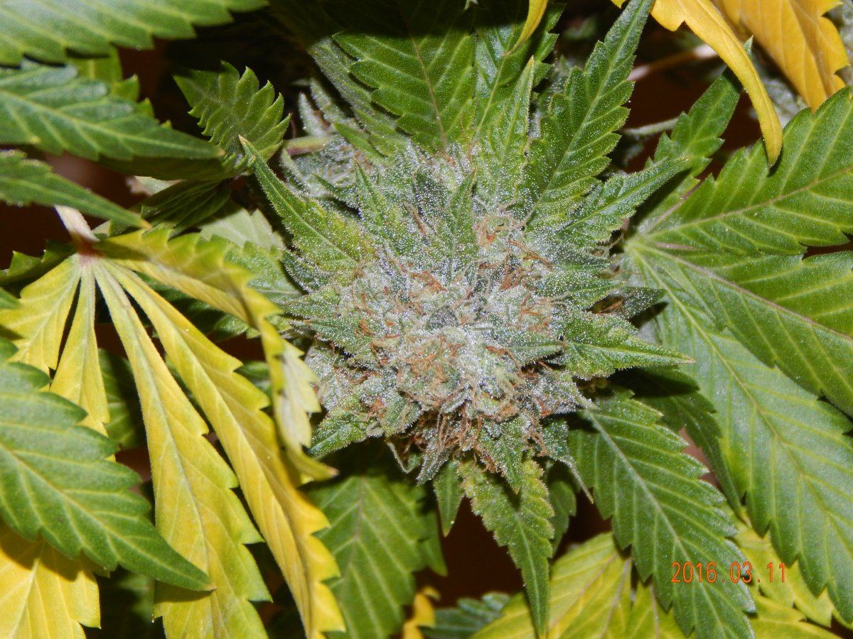 Harvest shots 002