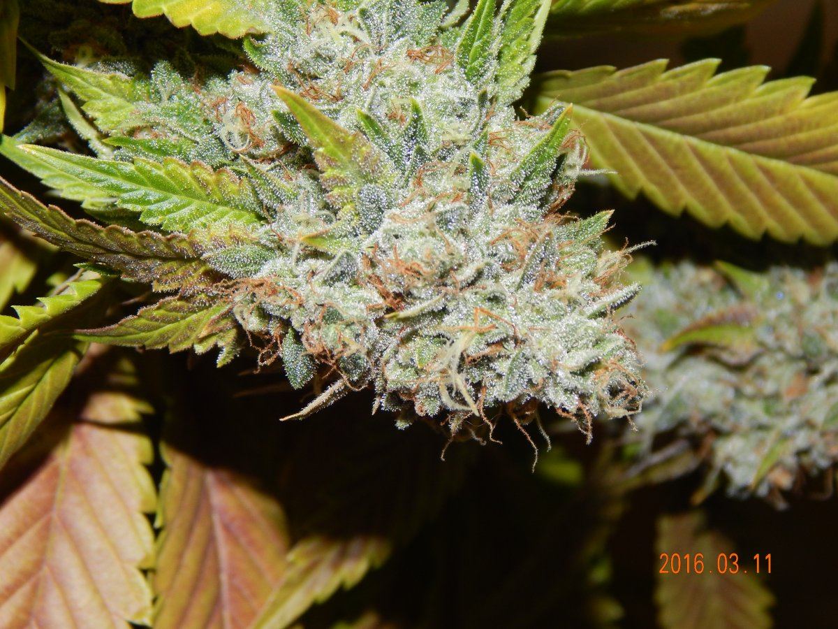 Harvest shots 005