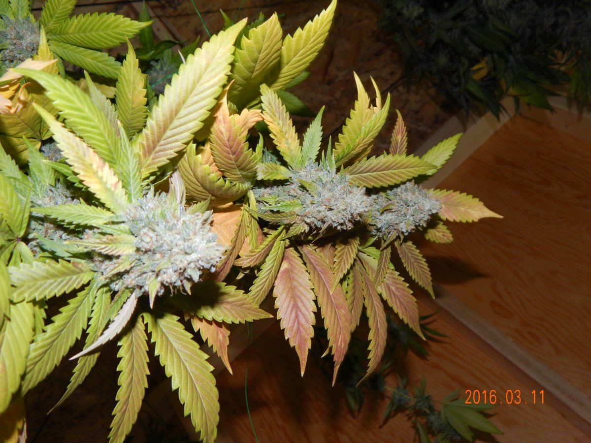 Harvest shots 006