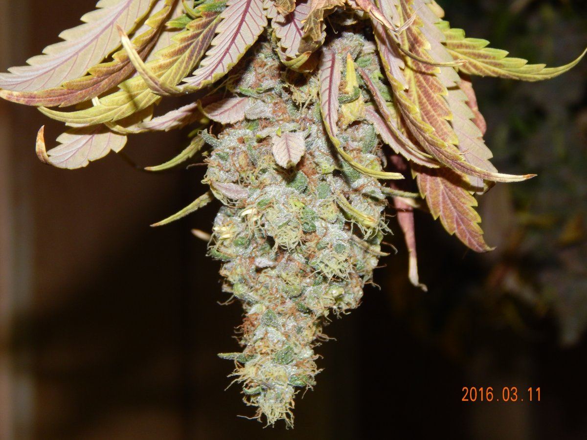 Harvest shots 007
