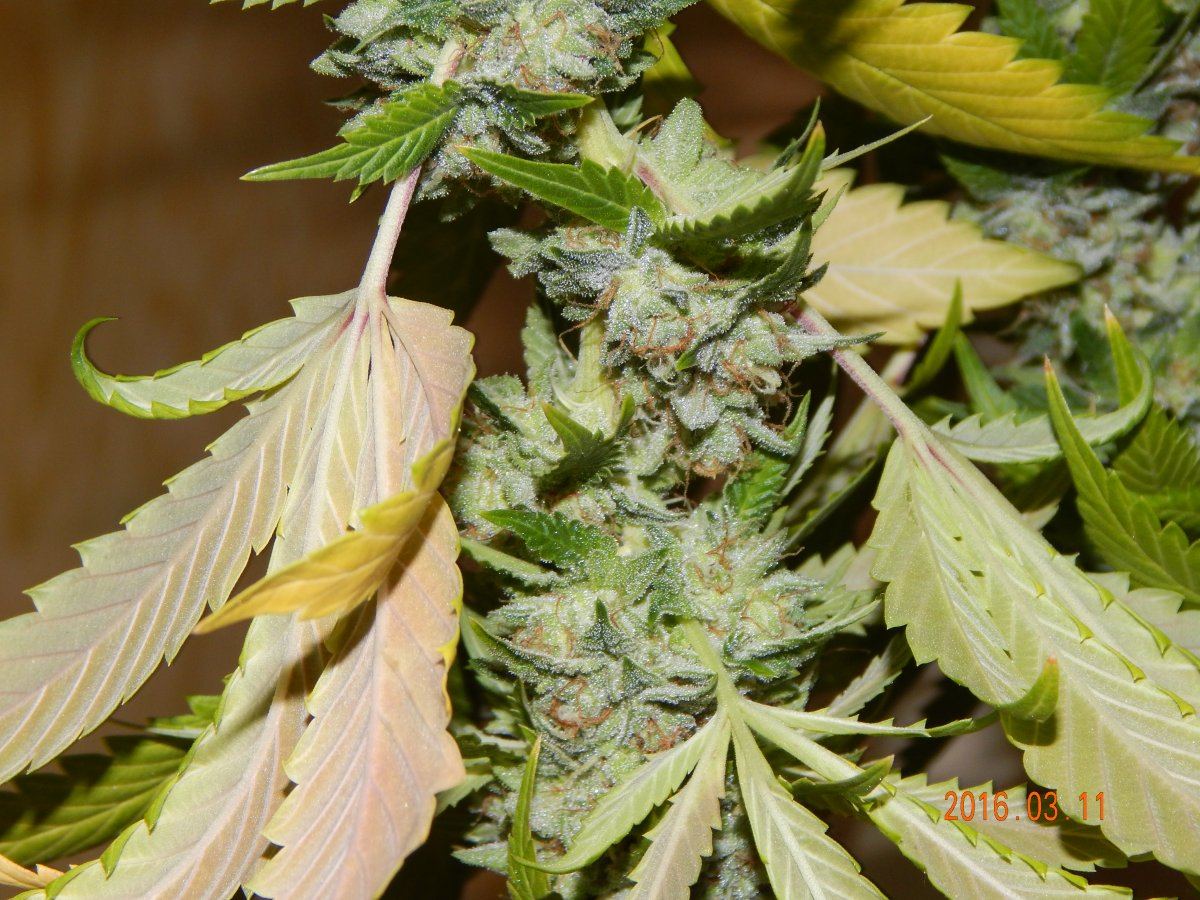 Harvest shots 009