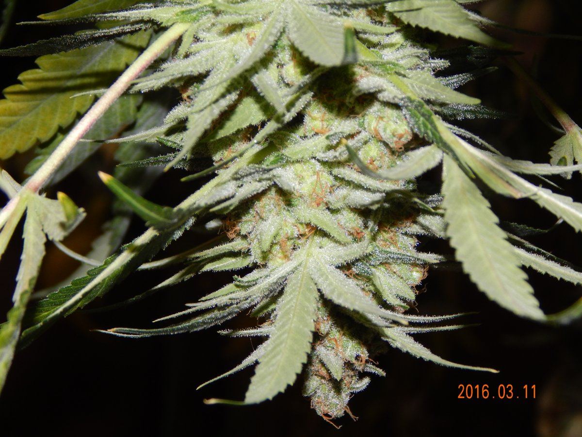 Harvest shots 014