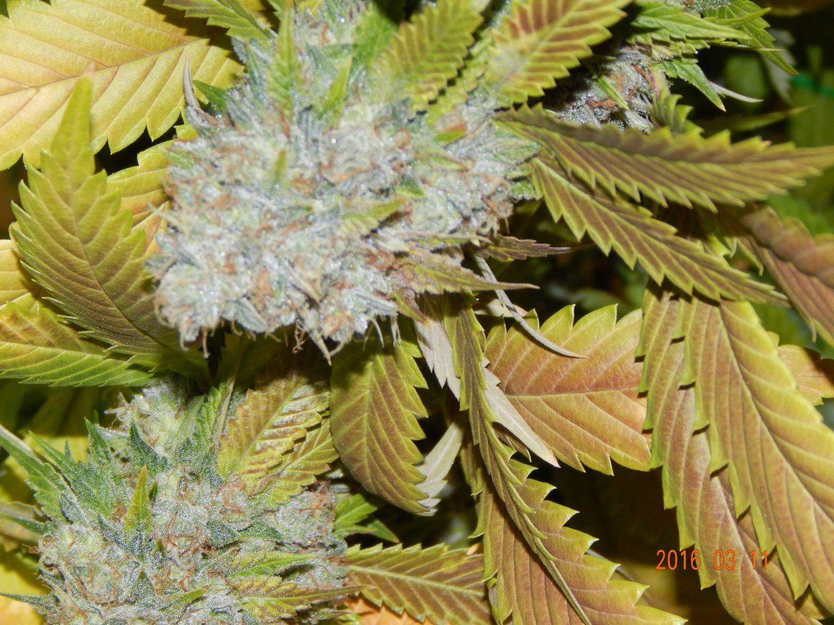 Harvest shots 020