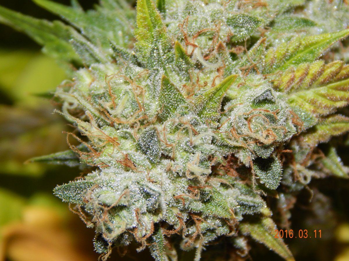 Harvest shots 022