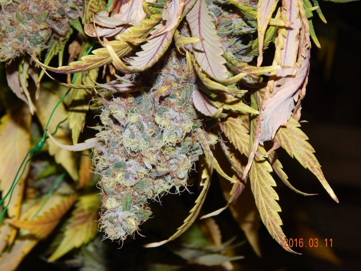 Harvest shots 027