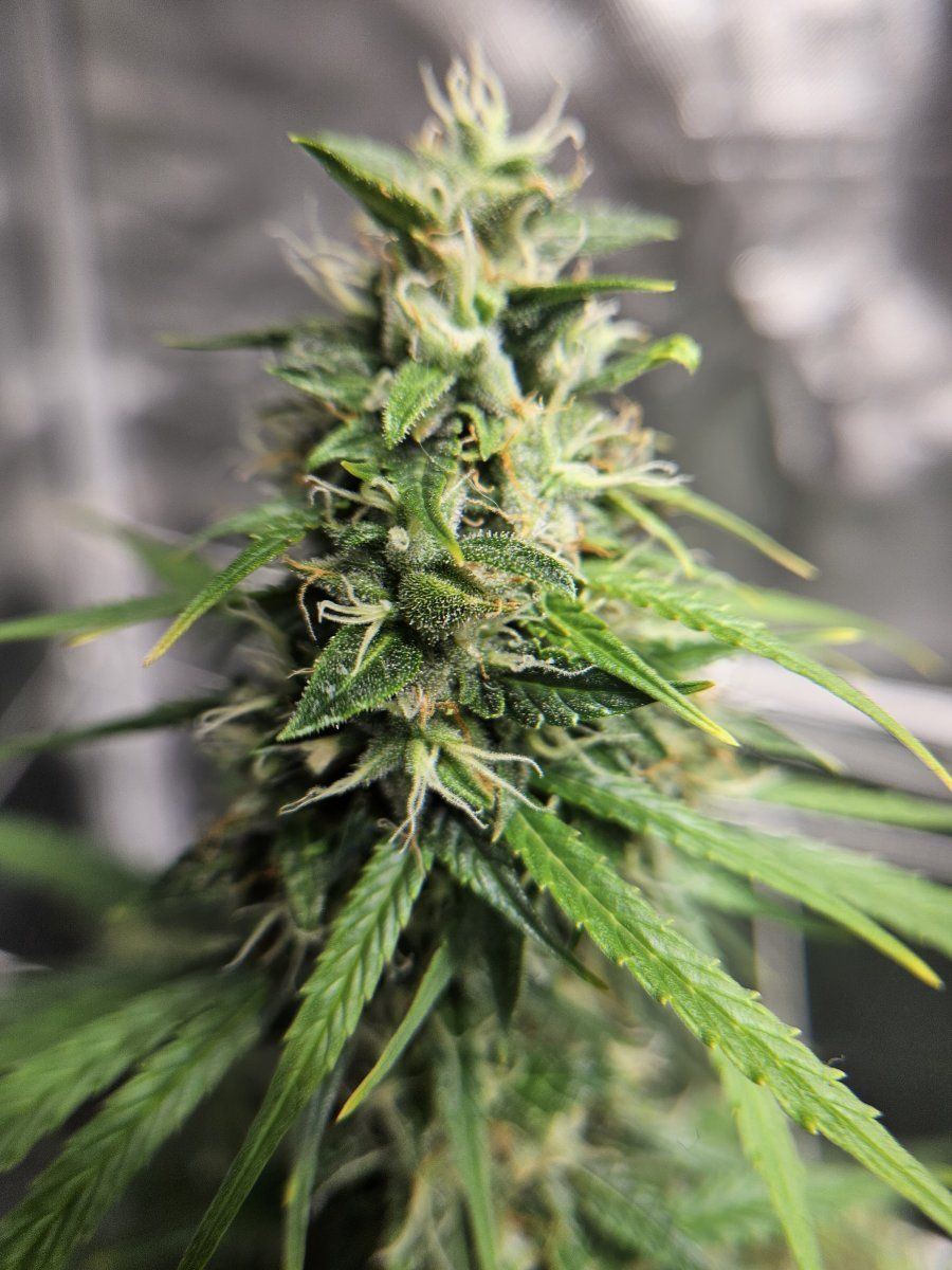 Harvest time is there a formula 3