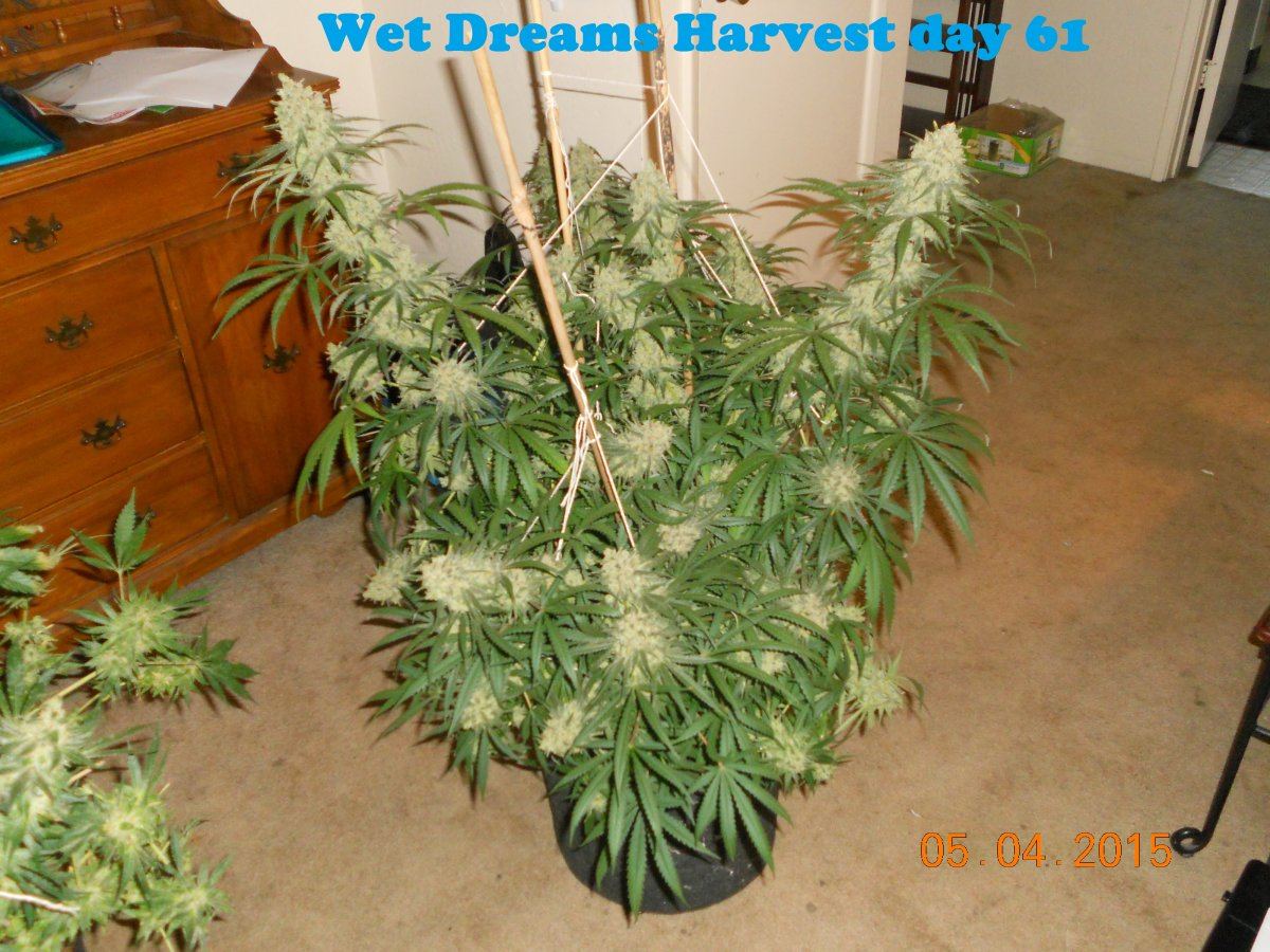 Harvest wd ssh3 ls 001
