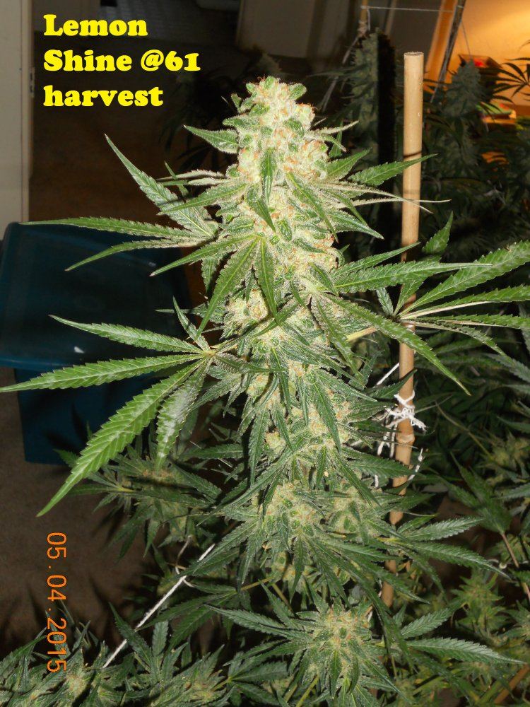 Harvest wd ssh3 ls 015