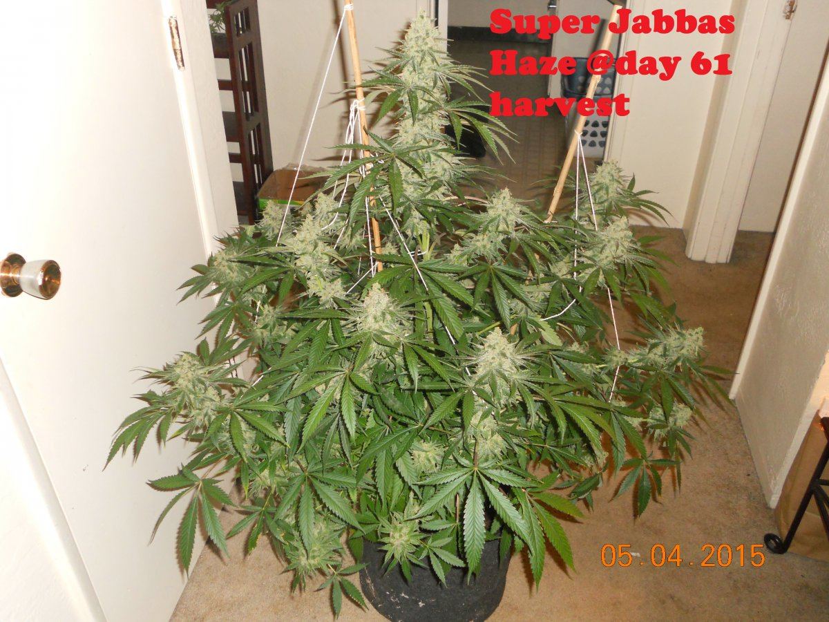 Harvest wd ssh3 ls 018