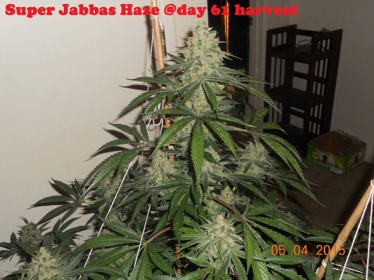 Harvest wd ssh3 ls 019