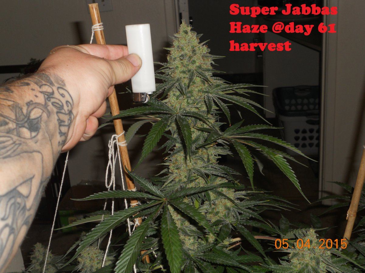Harvest wd ssh3 ls 025