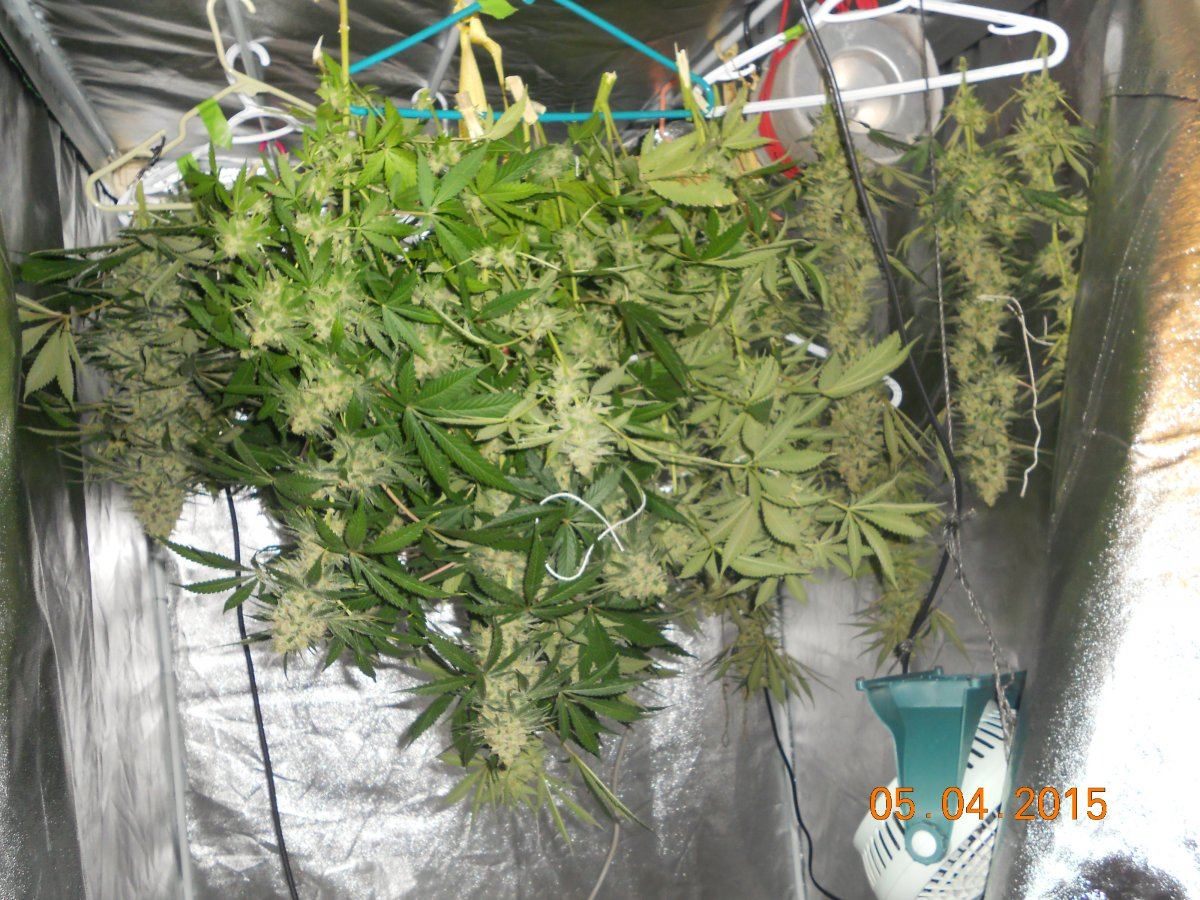Harvest wd ssh3 ls 028