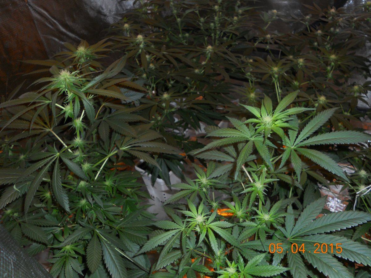 Harvest wd ssh3 ls 029