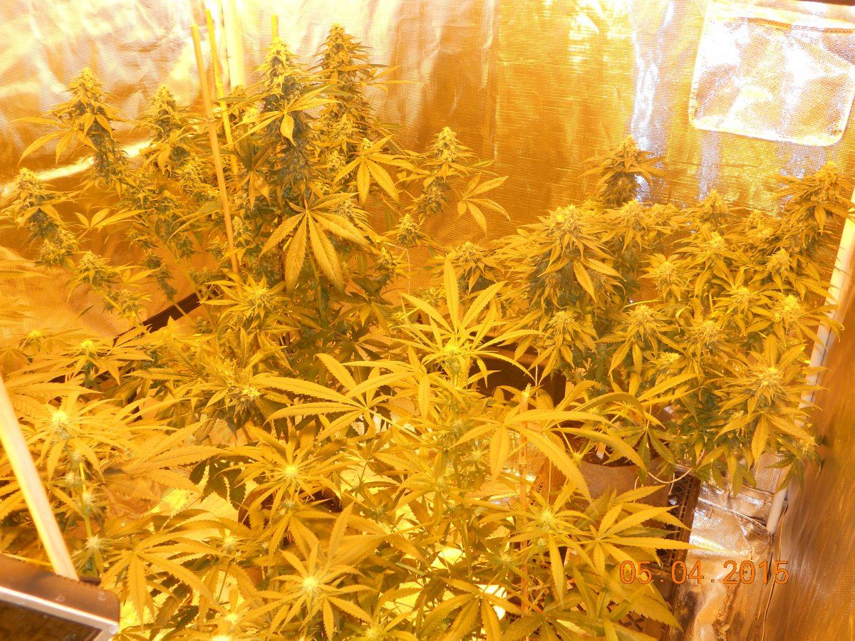 Harvest wd ssh3 ls 030