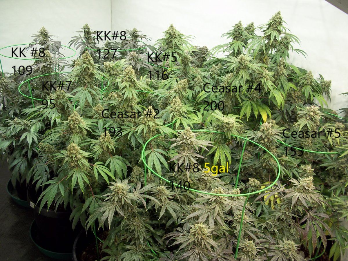 Harvest weights 