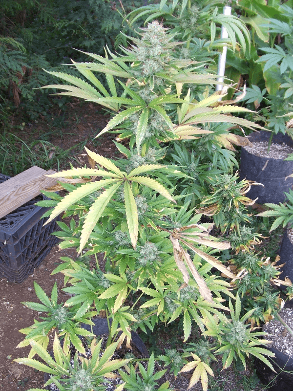 Harvest21